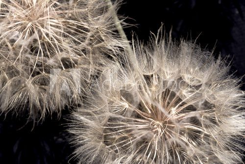 Fototapeta Dandelion seeds - fluffy blow ball close up
