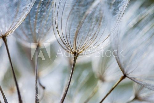 Fototapeta Dandelion seeds in close up
