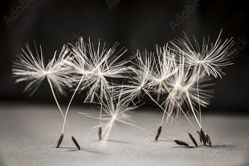 Fototapeta Dandelion seeds standing