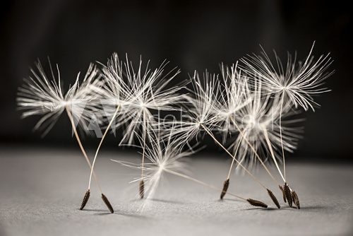 Fototapeta Dandelion seeds standing