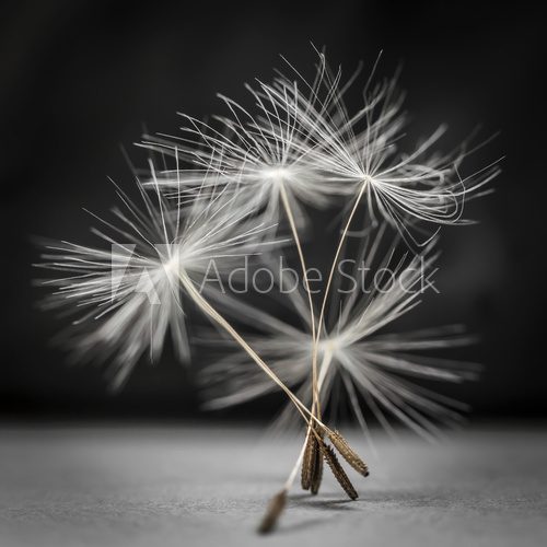 Fototapeta Dandelion seeds standing