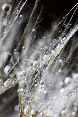 Fototapeta Dandelion seeds with water drops on natural background 