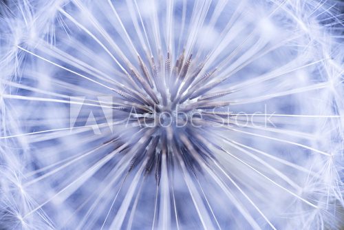 Fototapeta Dandelion seeds