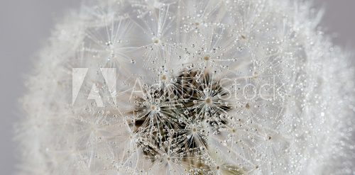 Fototapeta Dandelion with water drops (abstract backdrop)