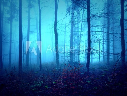 Fototapeta Dark creepy blue saturated foggy forest trees landscape. Color filter effect used.