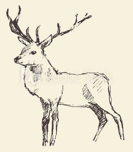 Fototapeta Deer Engraving, Vintage Illustration, Vector