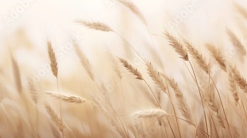 Fototapeta Delikatne kłosy w świetle poranka