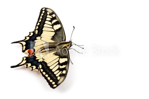 Fototapeta Delikatny motyl na białym tle