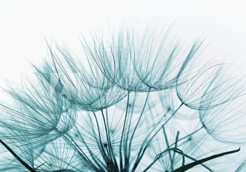 Fototapeta Detail of dandelion against white background