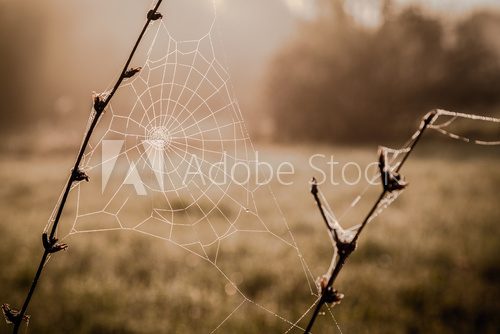 Fototapeta Dew on spiderweb