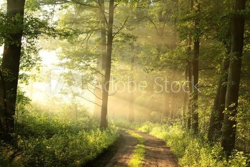 Fototapeta Dirt road through the spring deciduous forest on a foggy morning