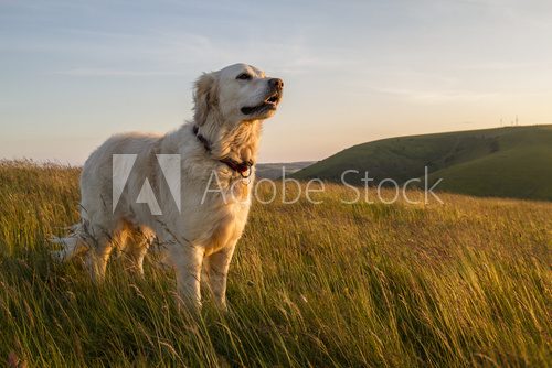 Fototapeta dog enjoying evening sun walk