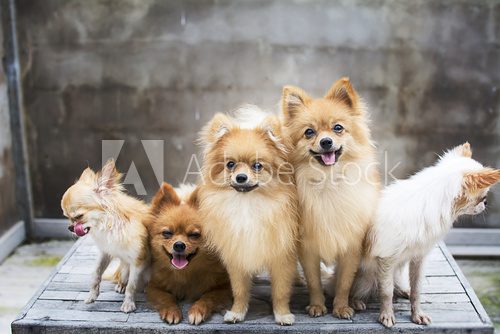 Fototapeta dog family,there are three brown Pomeranian dogs ,mother sister brother.Two friends Chihuehue.