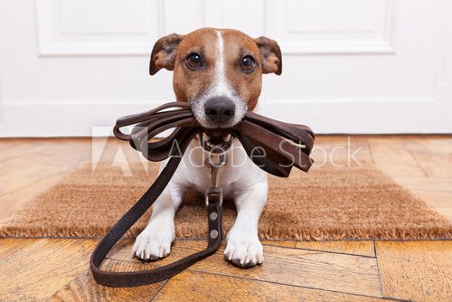 Fototapeta dog leather leash