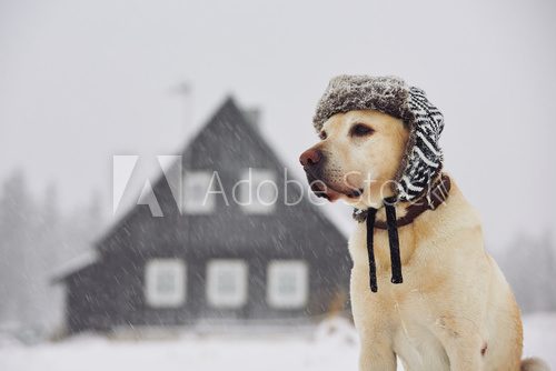 Fototapeta Dog with cap in winter
