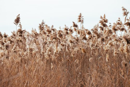 Fototapeta Dry reed. Abstract natural background.