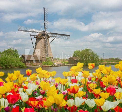 Fototapeta dutch windmill over  tulips field