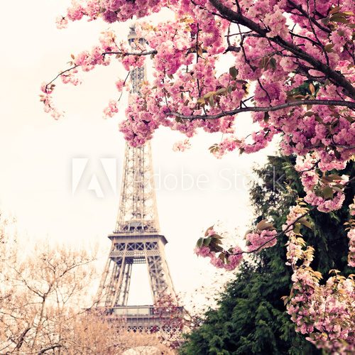 Fototapeta Eiffel Tower and Cherry blossoms in spring in Paris