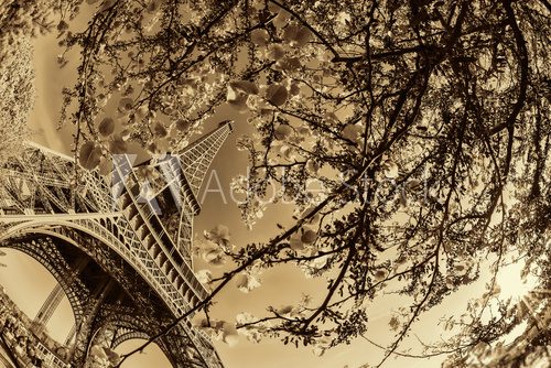 Fototapeta Eiffel Tower with spring tree in Paris, France