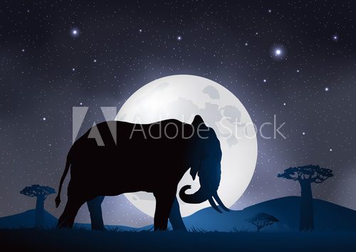 Fototapeta Elefant-Clair de lune