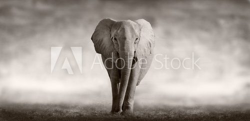 Fototapeta Elephant