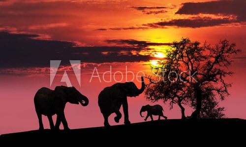 Fototapeta Elephant family at sunset