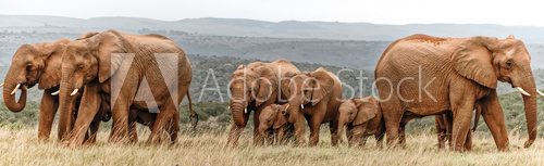 Fototapeta Elephant Herd