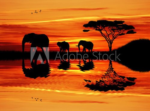 Fototapeta Elephant silhouette at sunset