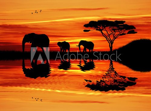 Fototapeta Elephant silhouette at sunset