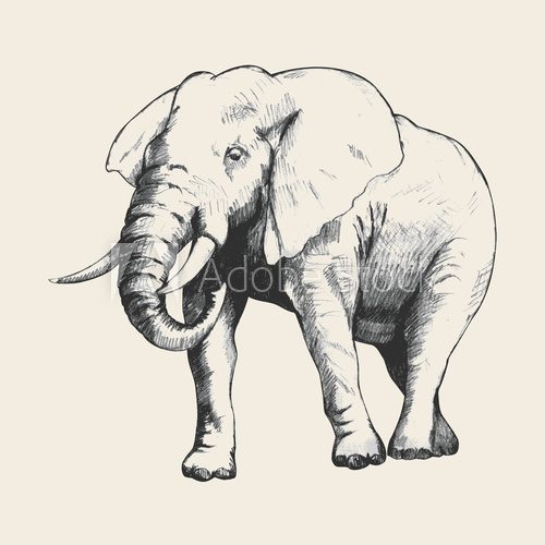 Fototapeta Elephant Sketch