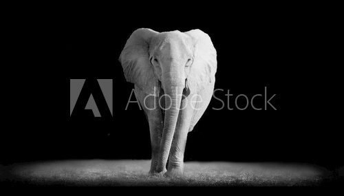 Fototapeta Elephant  with dark background