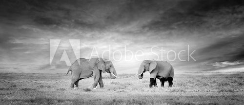 Fototapeta Elephant