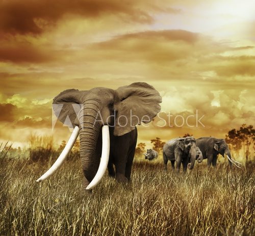 Fototapeta Elephants At Sunset
