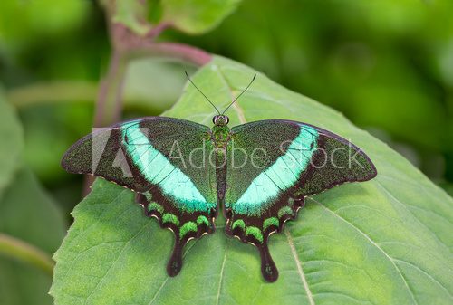 Fototapeta Emerald Butterfly