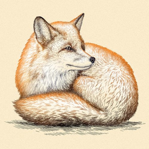 Fototapeta engrave fox illustration