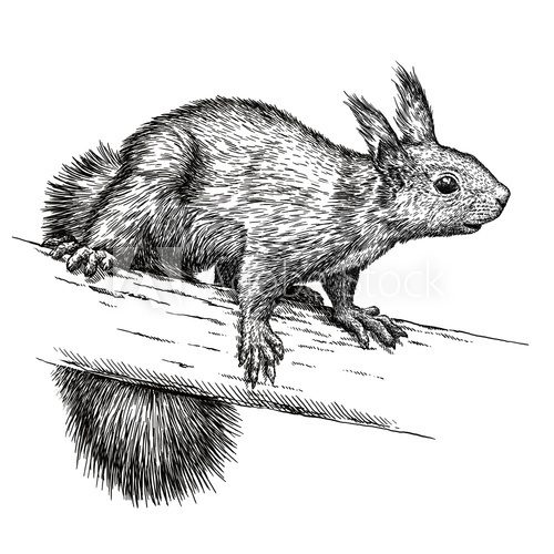 Fototapeta engrave squirrel illustration