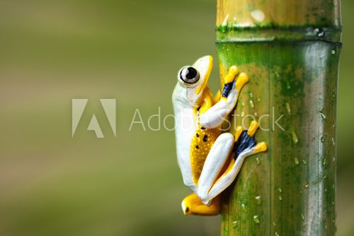 Fototapeta Exotic frog