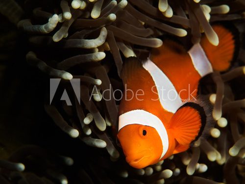 Fototapeta False Clown Fish behind Anemone Coral