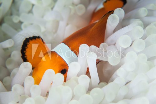 Fototapeta False-Clownfish in Bleached Anemone