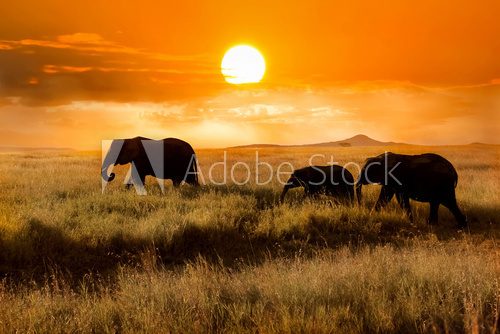 Fototapeta Family of elephants at sunset in the national park of Africa