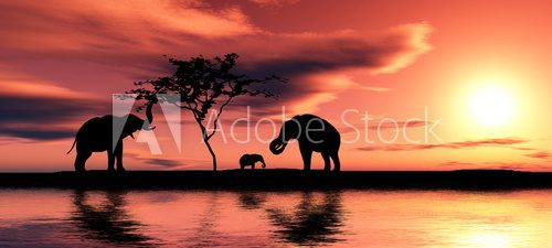 Fototapeta Family of elephants.