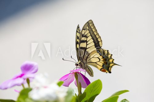 Fototapeta Farfalla con ali colorate in primo piano