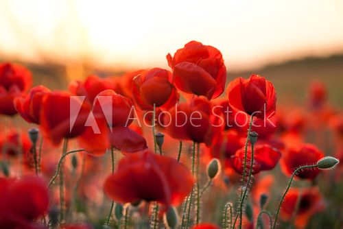 Fototapeta feuriger Mohn