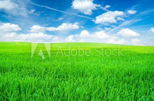 Fototapeta field