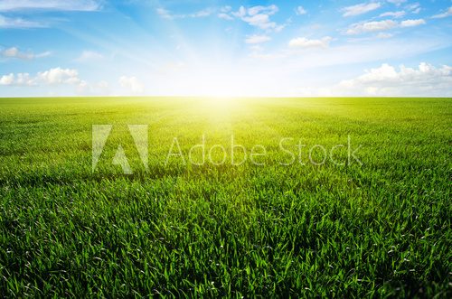 Fototapeta field and sun