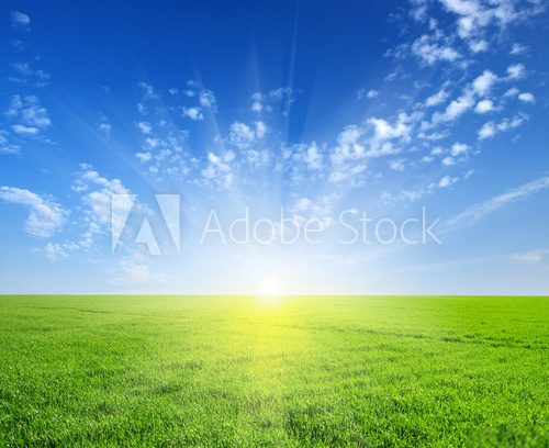 Fototapeta field and sun