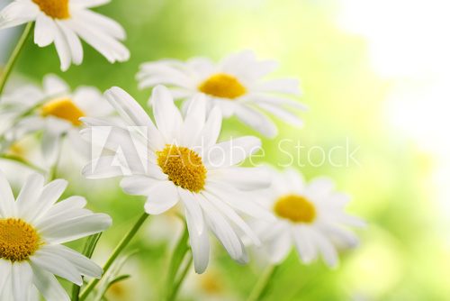 Fototapeta Field of daisy flowers