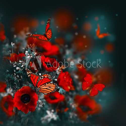 Fototapeta Field of poppies and green grass and butterfly