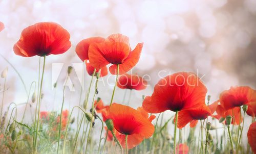 Fototapeta Field of red  poppy flowers