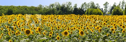 Fototapeta field of sunflowers
